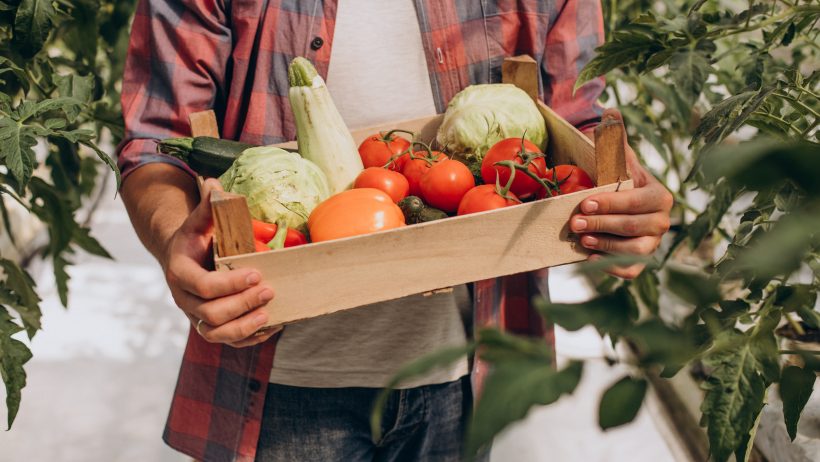 Farmer in greenhouse holding box of vegetables