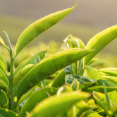 Green Tea Leaves